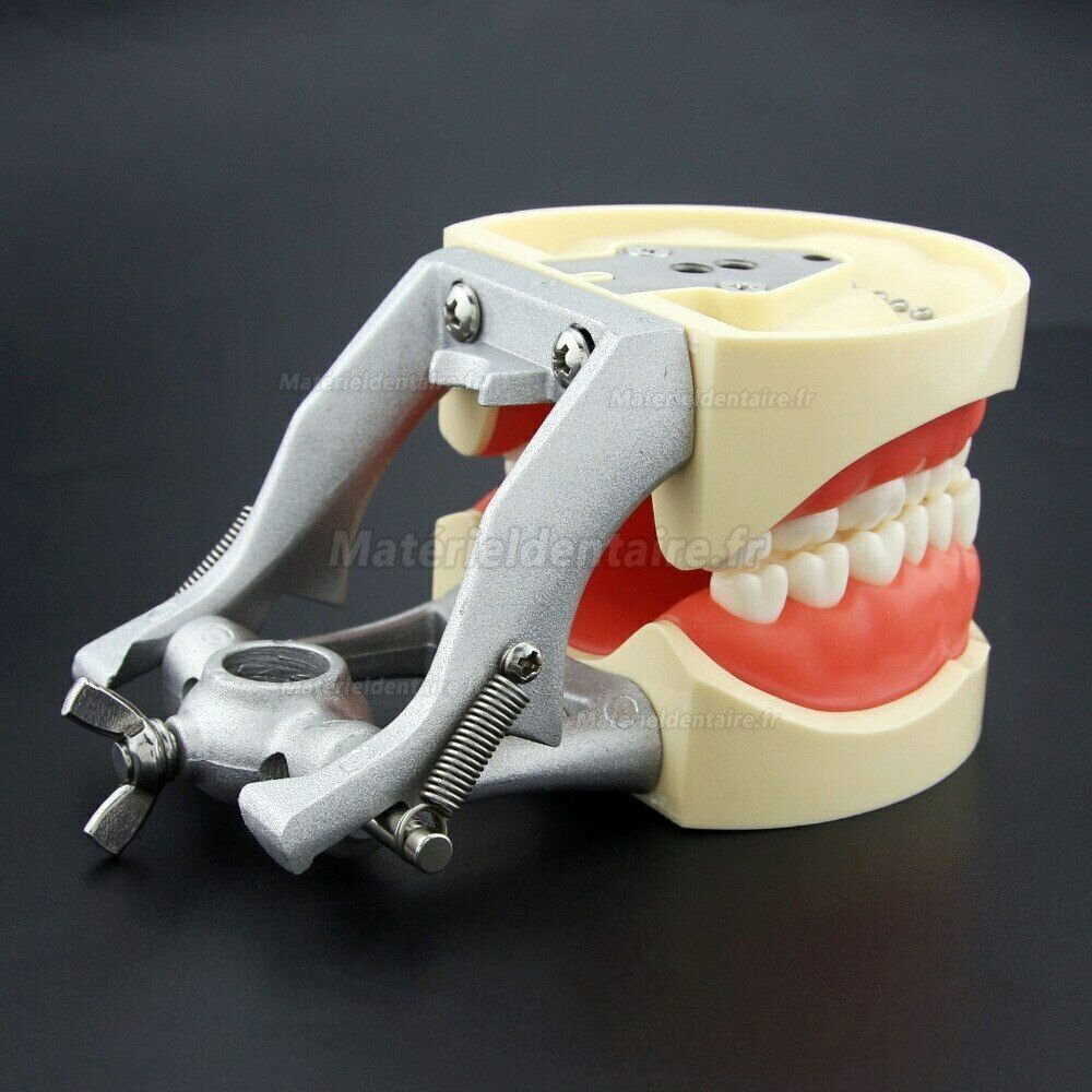 Modèle dentaire de grain de dent de simulation de résine pour l'enseignement de préparation d'examen de dentiste